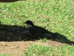 Arremon brunneinucha