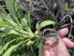 Salvia apiana × mellifera