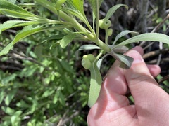 Salvia apiana × mellifera