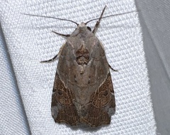 Gonodes liquida