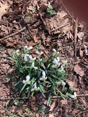 Galanthus