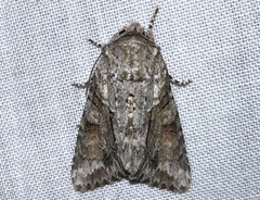 Achatia distincta
