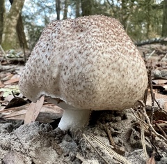 Agaricus