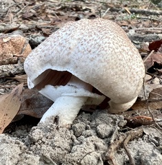 Agaricus
