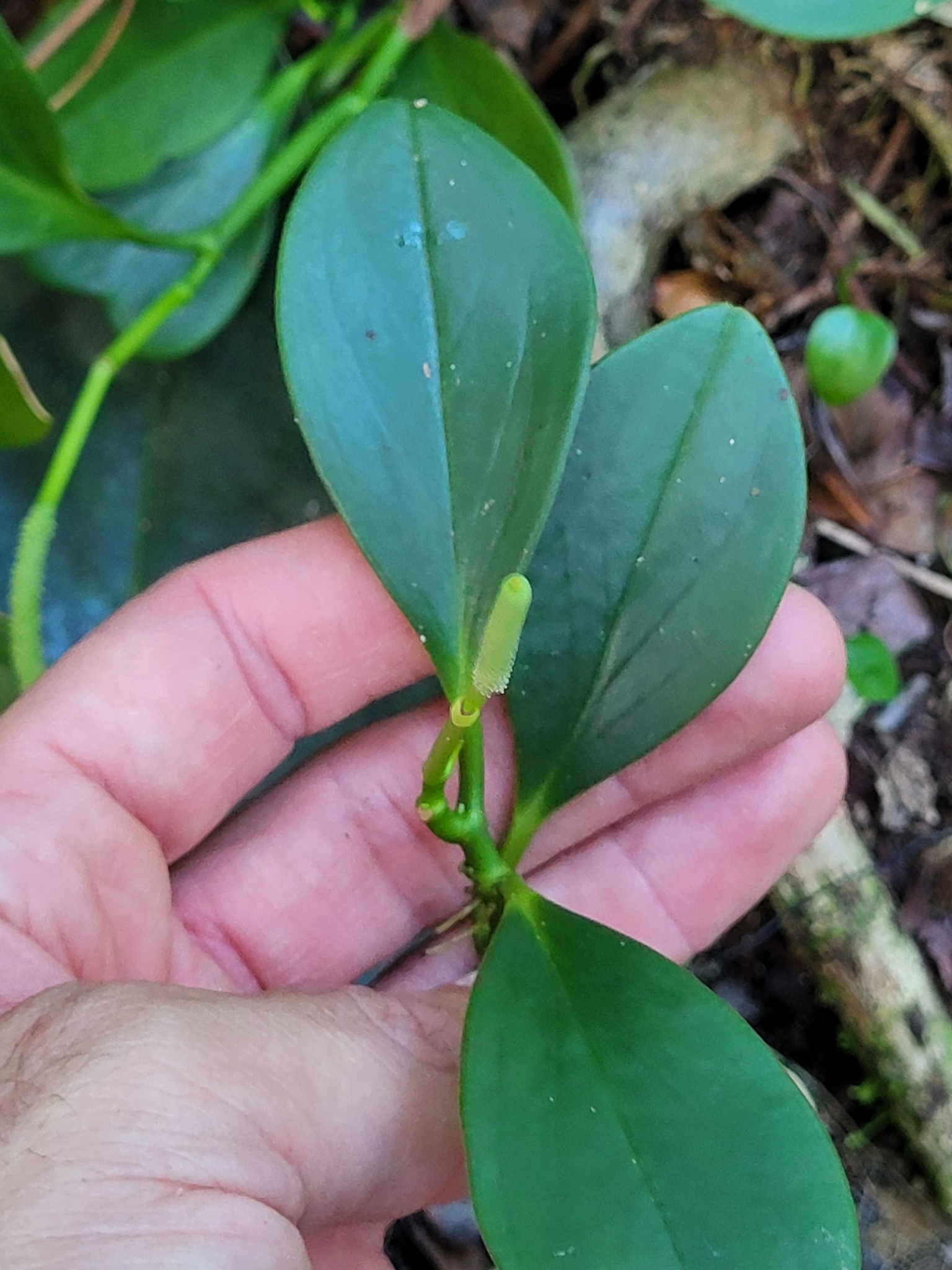 Imagem de Peperomia limão