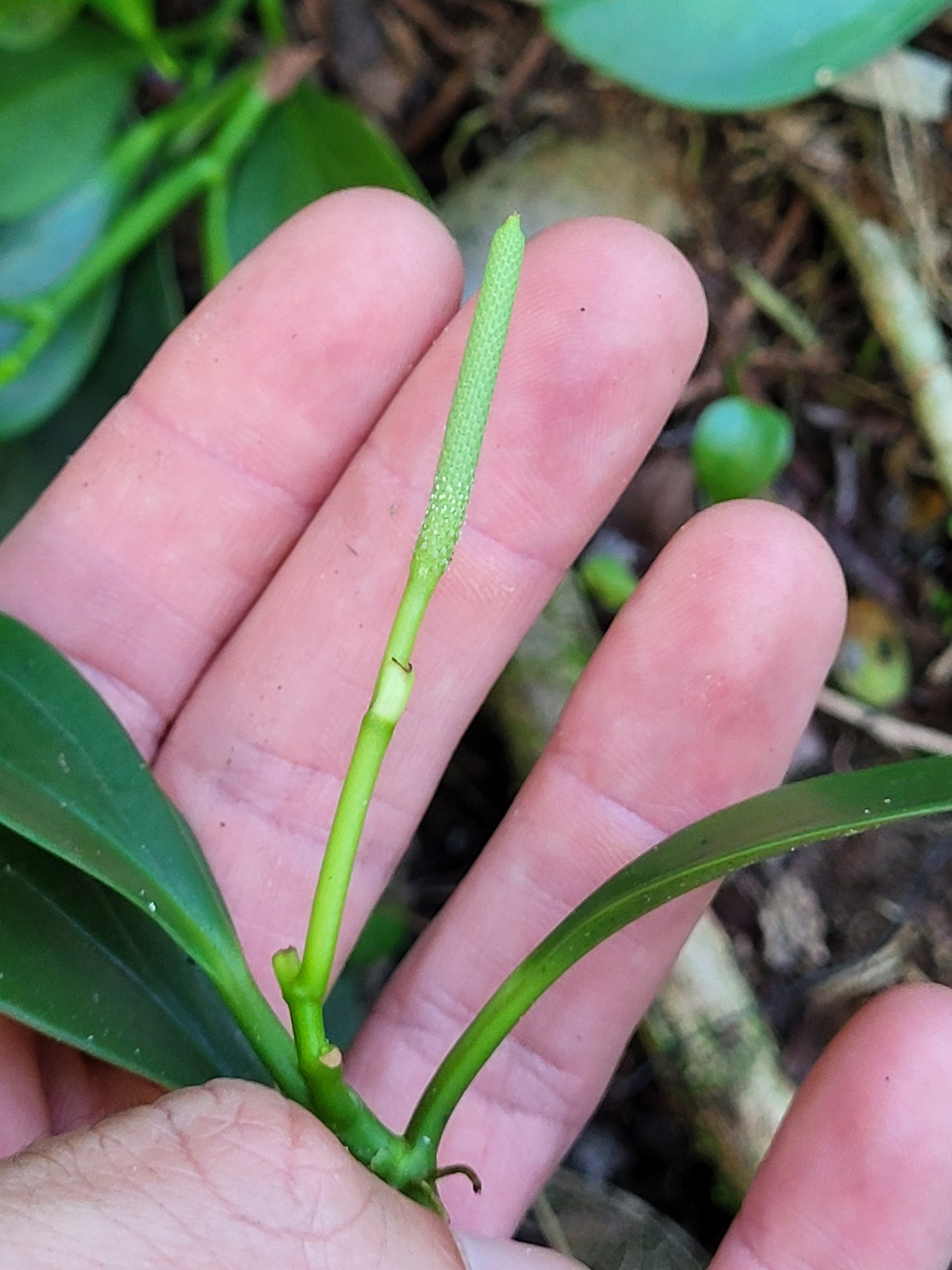 Imagem de Peperomia limão