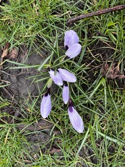 Crocus neapolitanus