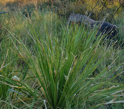 Dasylirion leiophyllum