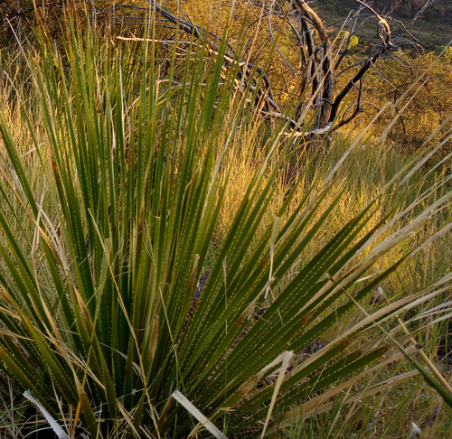 Dasylirion leiophyllum