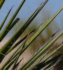 Yucca faxoniana