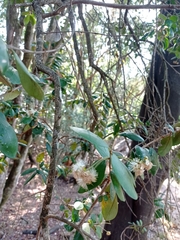 Myrceugenia exsucca
