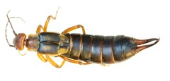 Anechura bipunctata