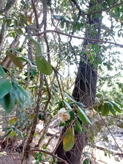 Myrceugenia exsucca