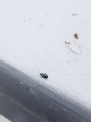 Phyllotreta nigripes