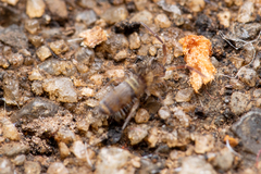 Entomobryinae