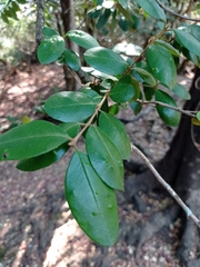 Myrceugenia exsucca