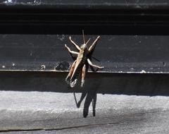 Dichroplus democraticus