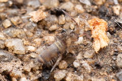 Entomobryinae