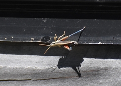 Dichroplus democraticus