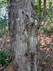 Myrceugenia exsucca
