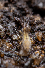 Entomobryinae