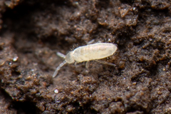 Entomobryinae