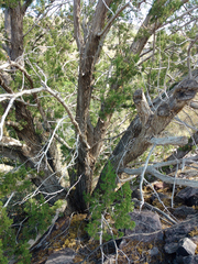Juniperus pinchotii