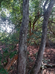Myrceugenia exsucca