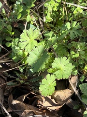 Geranium carolinianum