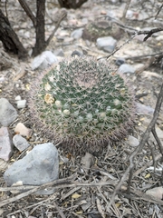 Mammillaria heyderi