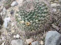 Mammillaria heyderi