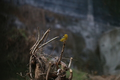 Pheucticus chrysogaster