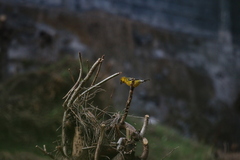 Pheucticus chrysogaster