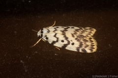 Hectobrocha pentacyma