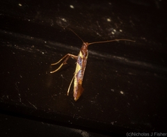 Caloptilia xanthopharella