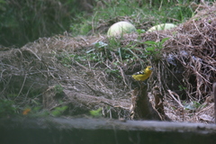Pheucticus chrysogaster