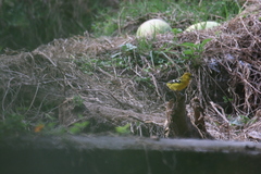 Pheucticus chrysogaster