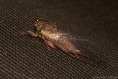 Birrima castanea