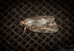 Etanna clopaea