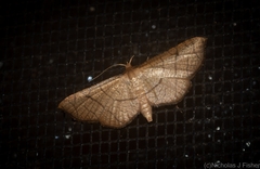 Hypolamprus ypsilon