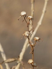 Phyllocephalum scabridum