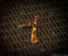 Caloptilia xanthopharella