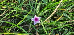 Ipomoea aquatica