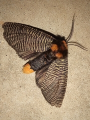 Graphelysia strigillata