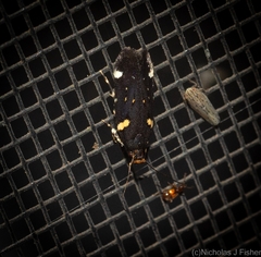 Macrobathra alternatella