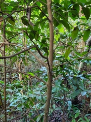 Stenostomum sintenisii