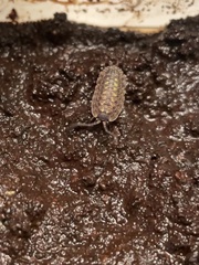 Porcellio spinicornis