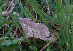 Euchlaena marginaria