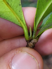 Stenostomum sintenisii