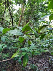 Stenostomum sintenisii